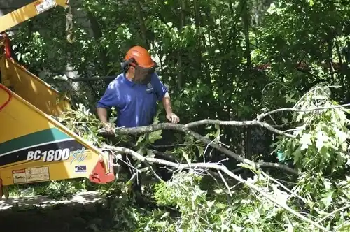 tree services Eastport